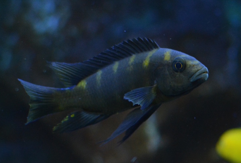Pseudotropheus crabro